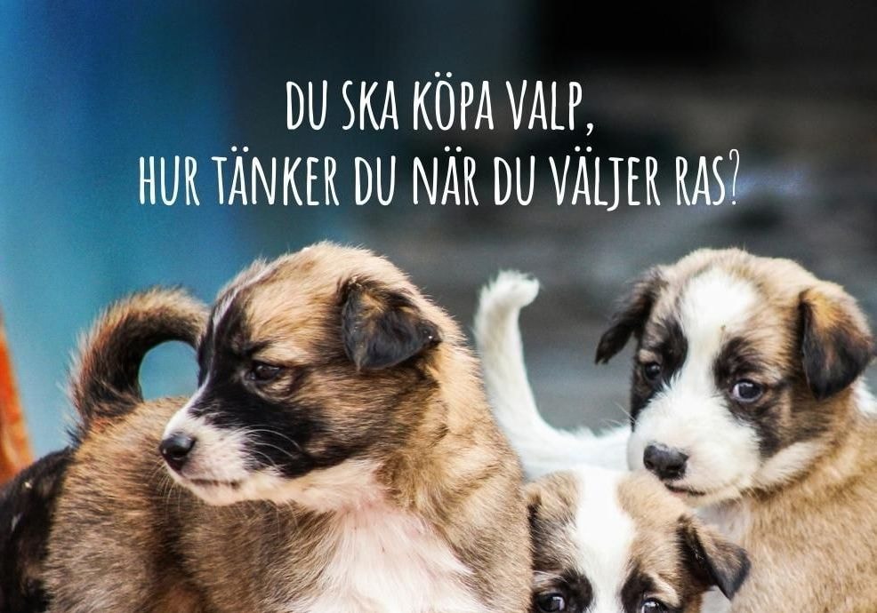 Välja ras