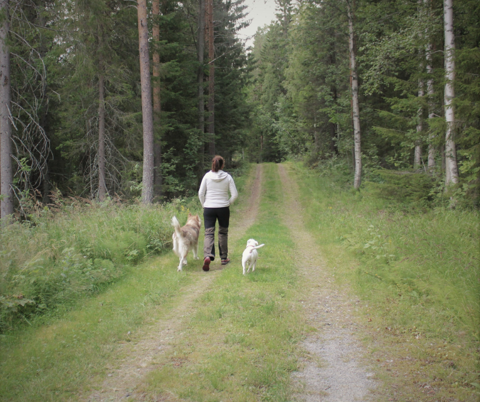 Vill du ha en följsam hund? Börja här.