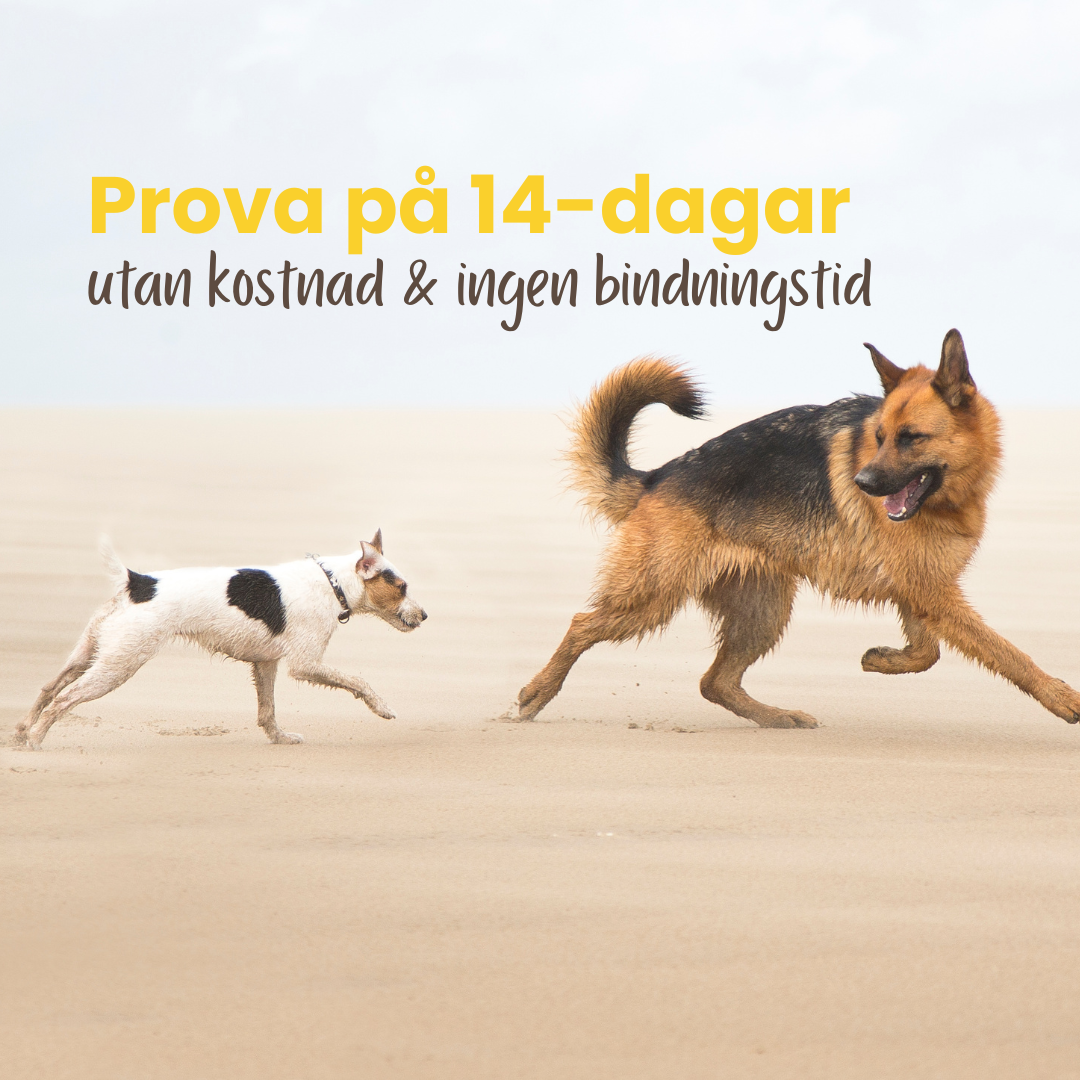 Produkter i valpliv och vidare (1)