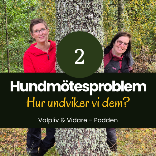 Hundmötesproblem – hur undviker vi dem?