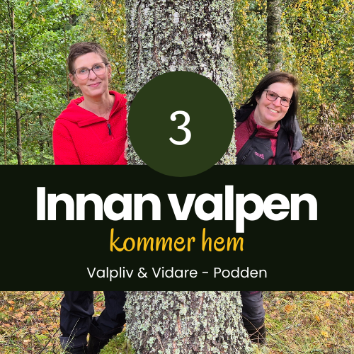 Innan valpen kommer hem