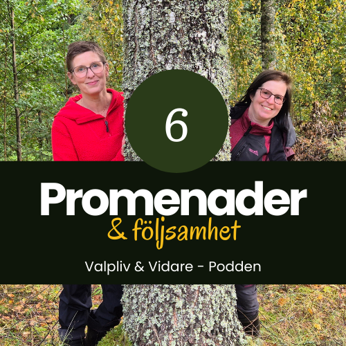 Om promenader och följsamhet