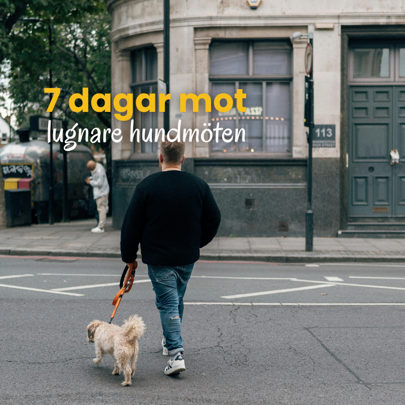 7 dgr medlem
