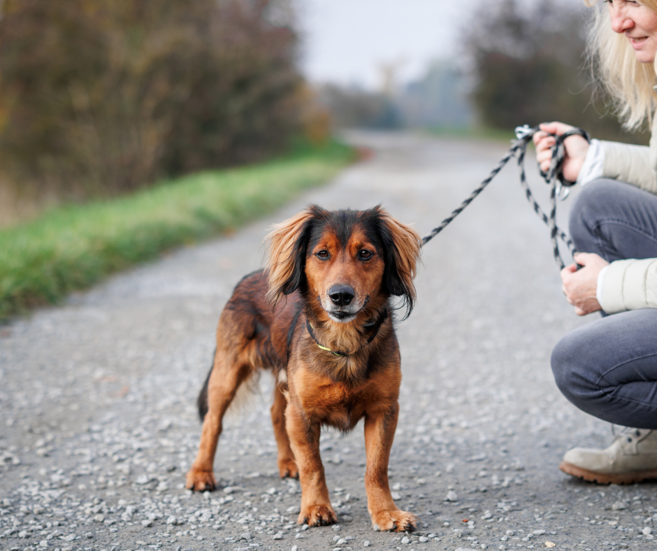 Vilka kunskaper behöver din hund i ert liv?