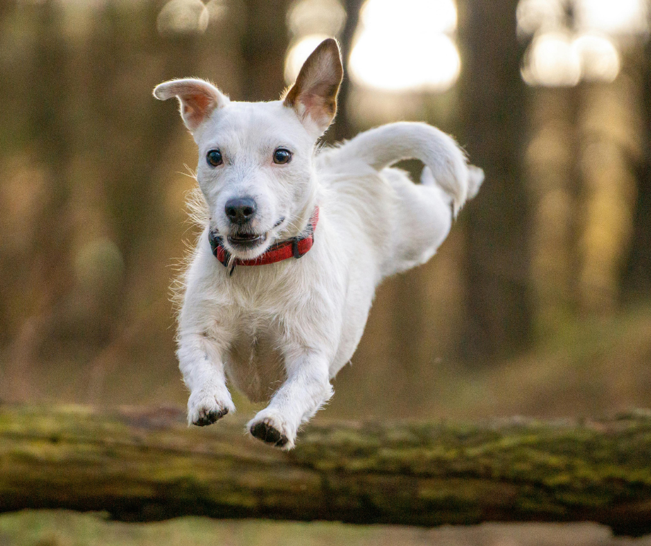 Magneten, din superkraft inför hundmöten