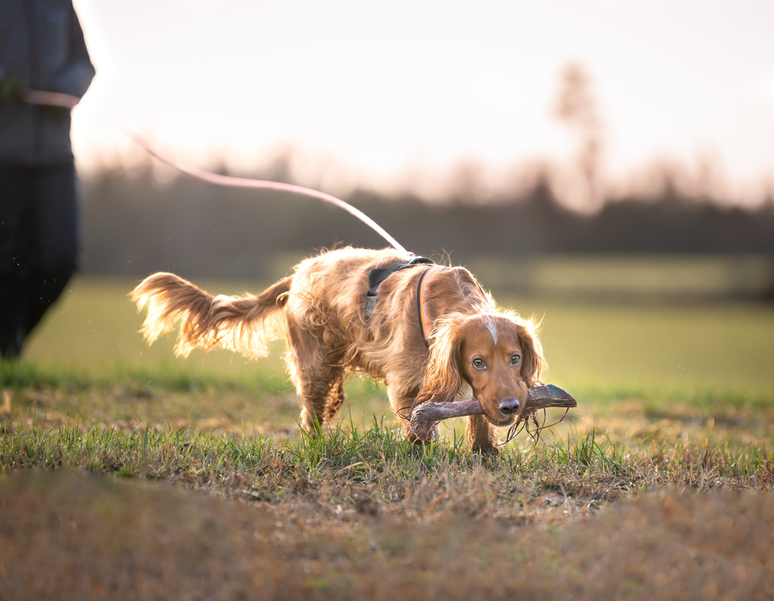 Tre enkla sätt att hjälpa din hund att landa