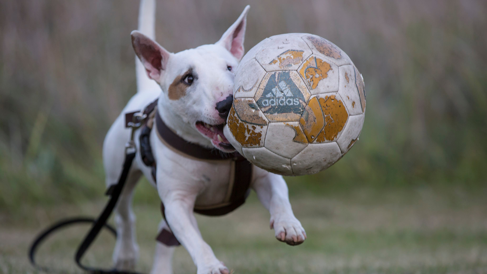 Stresshinken – förstå din hunds stress