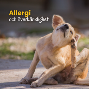Allergi