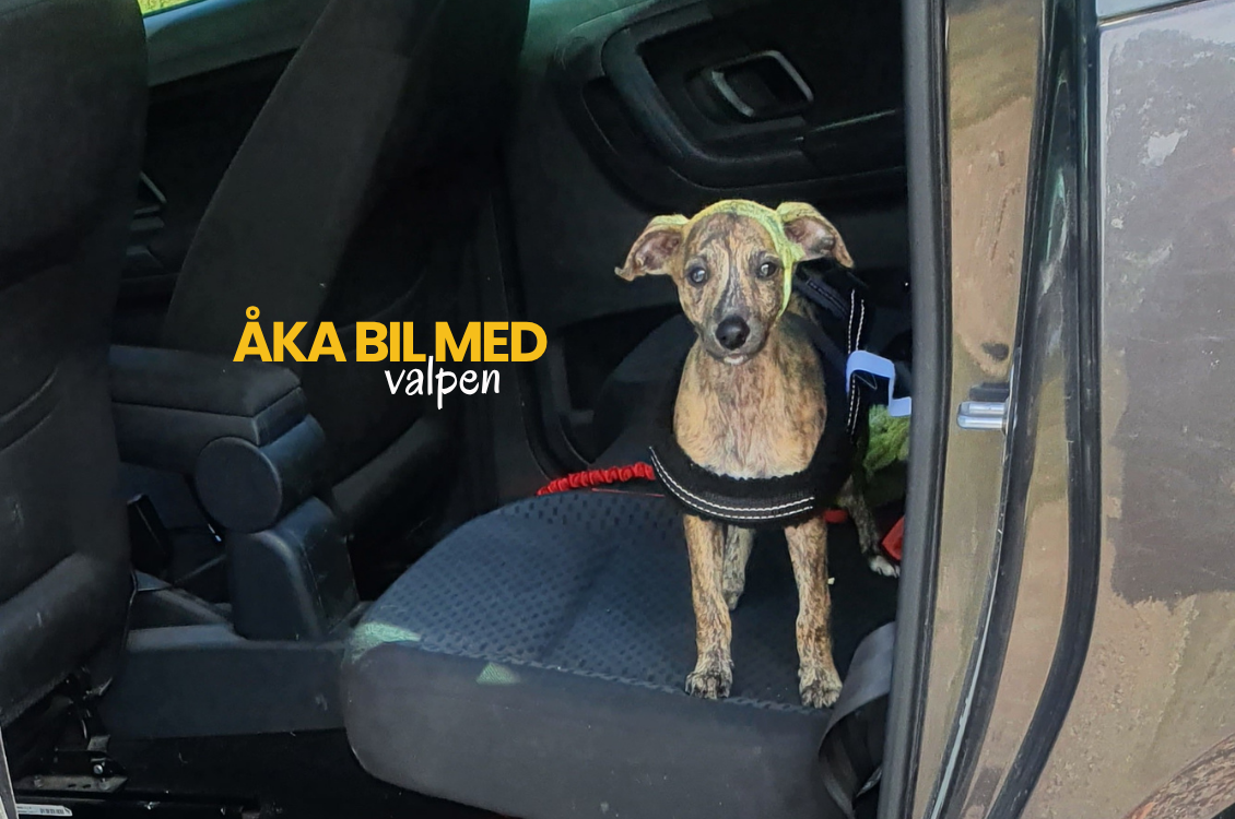 Åka bil med valpen