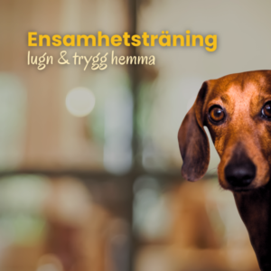 Ensamhetstraning