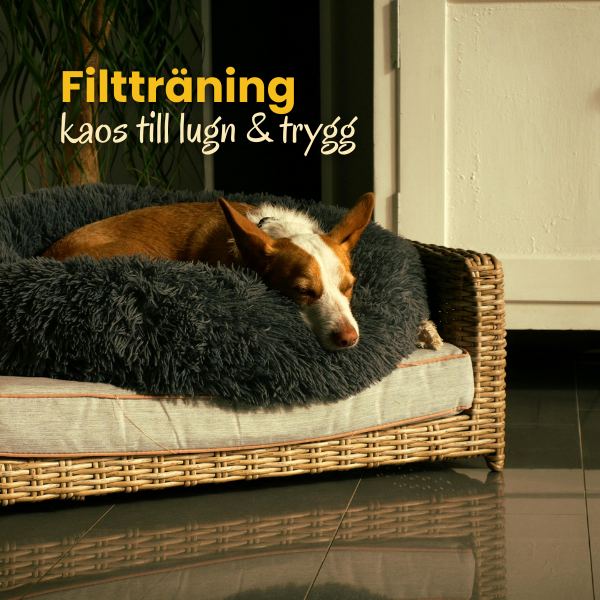 Filtträning