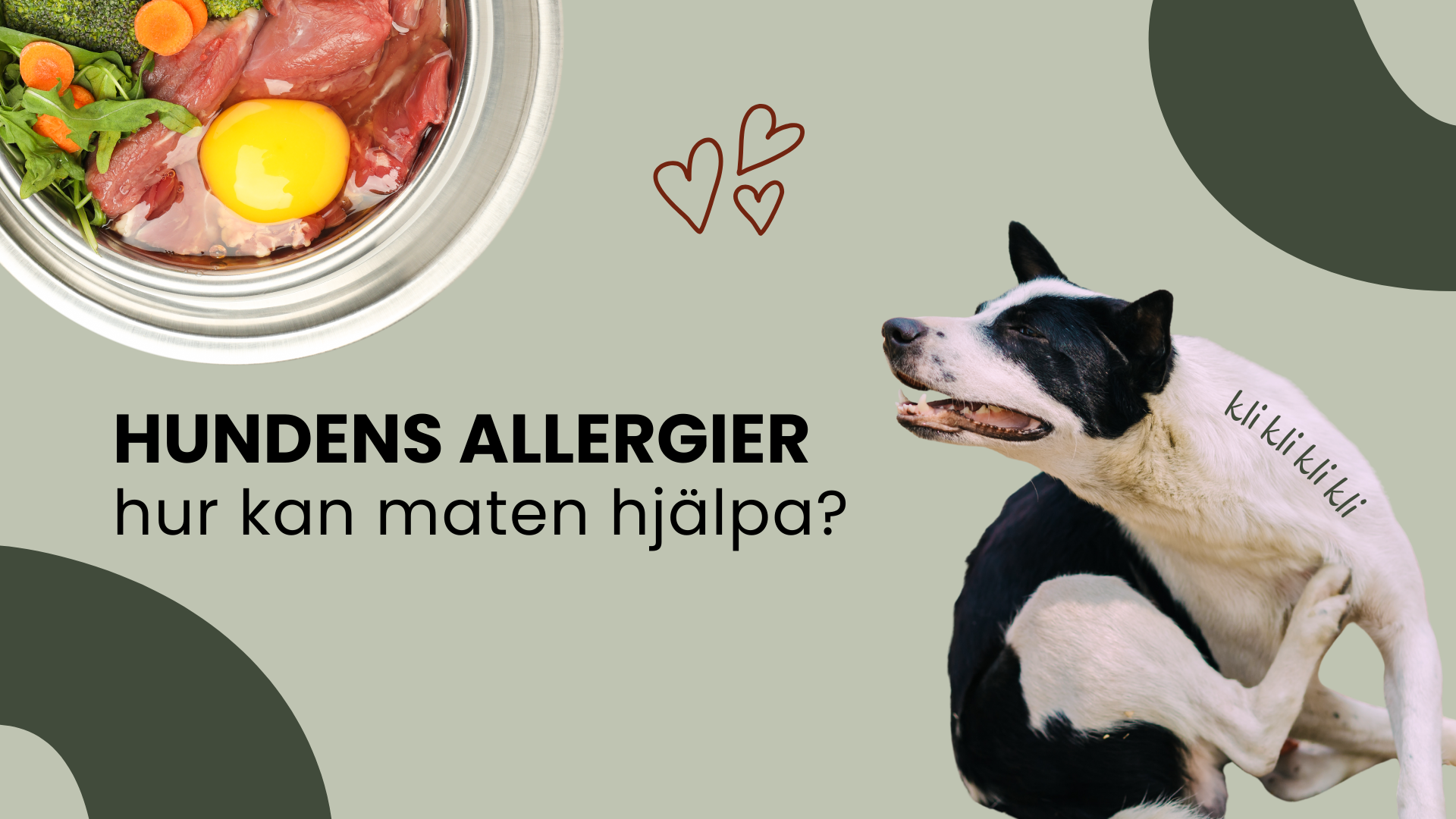 Om överkänslighet och allergi hos hund