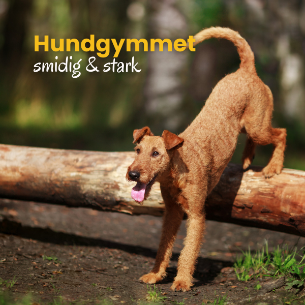Hundgymmet