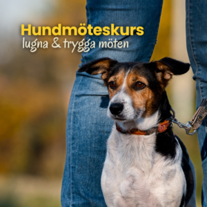 Hundmoten