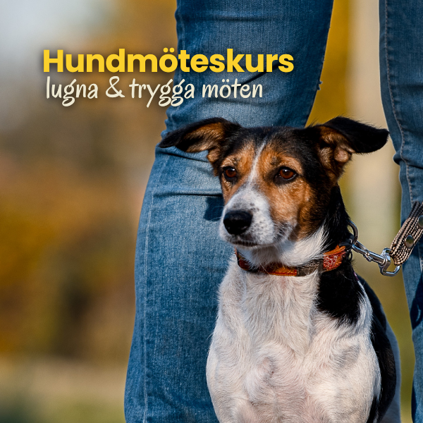 Hundmoten