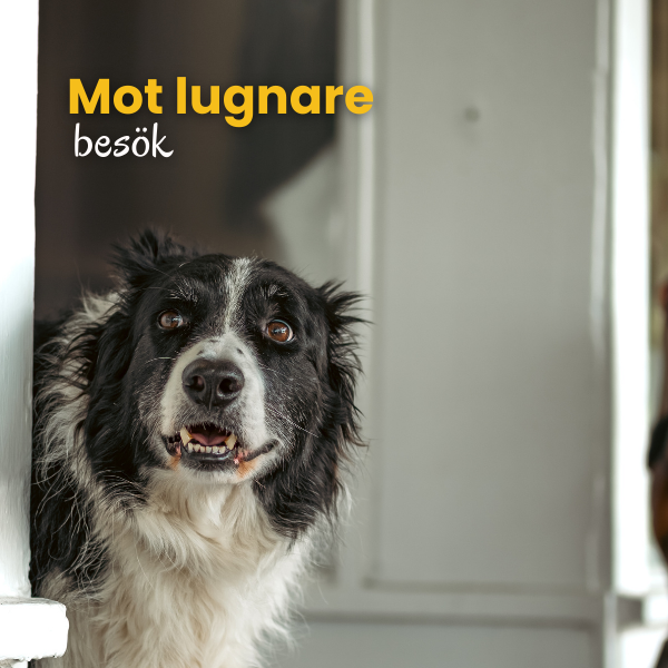 Lugnare besök