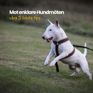 Produkter i valpliv och vidare (15)