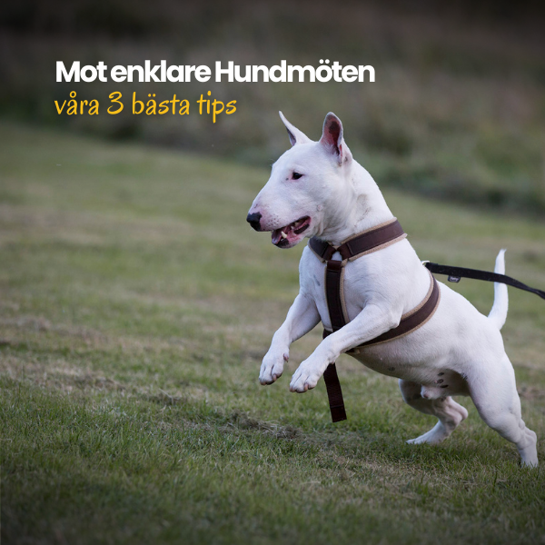 Produkter i valpliv och vidare (15)