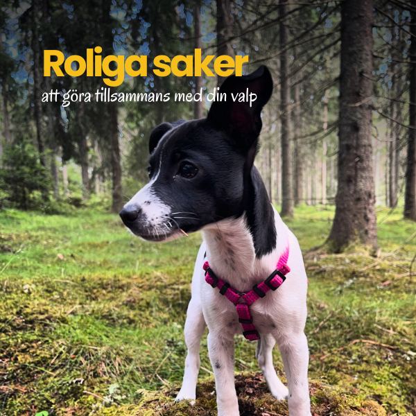 Produkter i valpliv och vidare (16)
