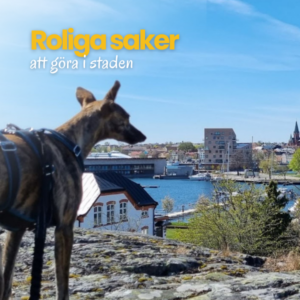 Produkter i valpliv och vidare (17)
