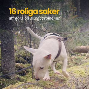 Produkter i valpliv och vidare (20)