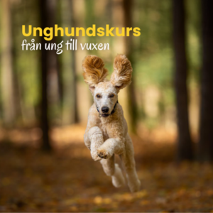 Unghund