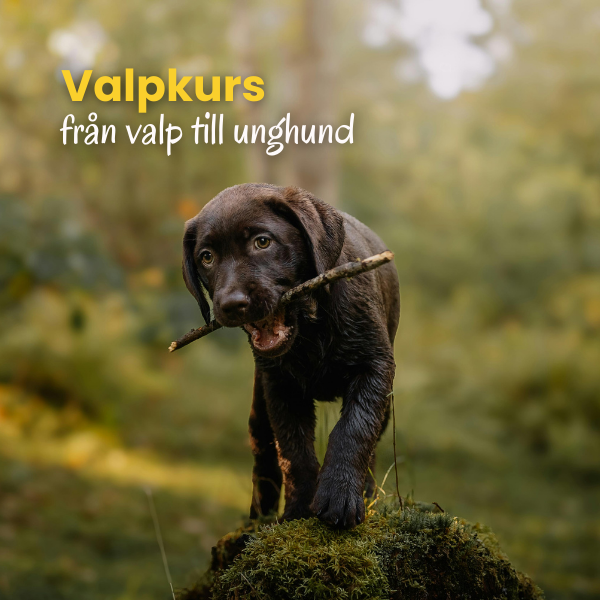 Valpkurs
