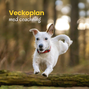 Veckoplan