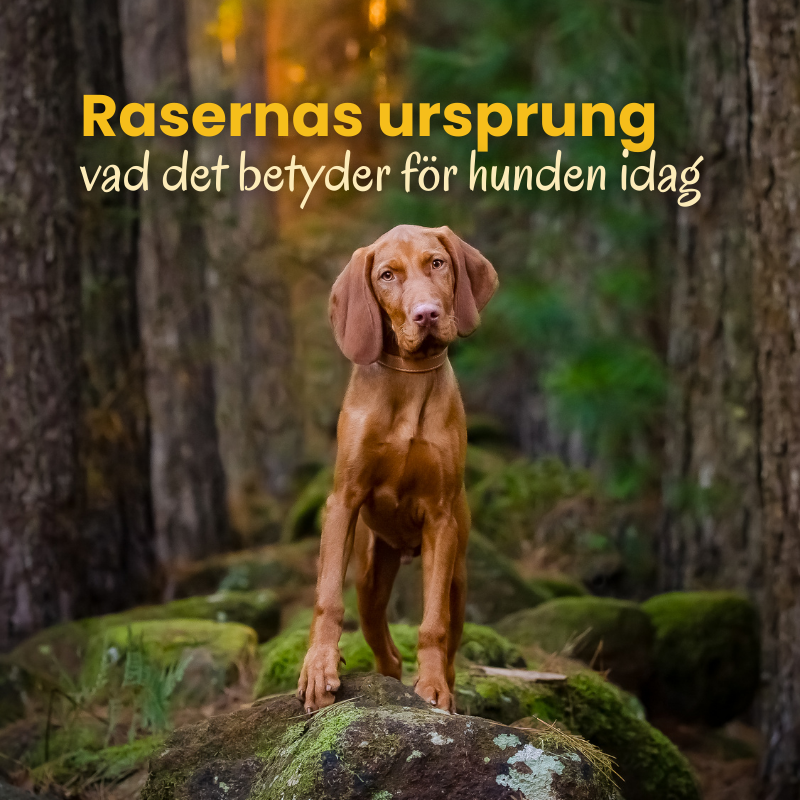 Rasernas ursprung – vad det betyder för hunden idag