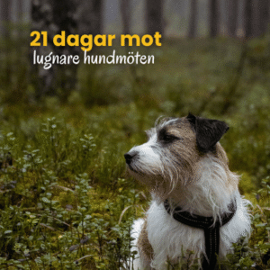 7dagar ad (1)