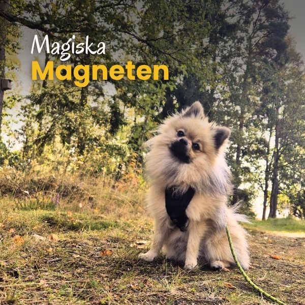 Magiska Magneten