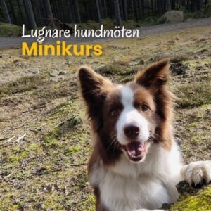 Produkter i valpliv och vidare